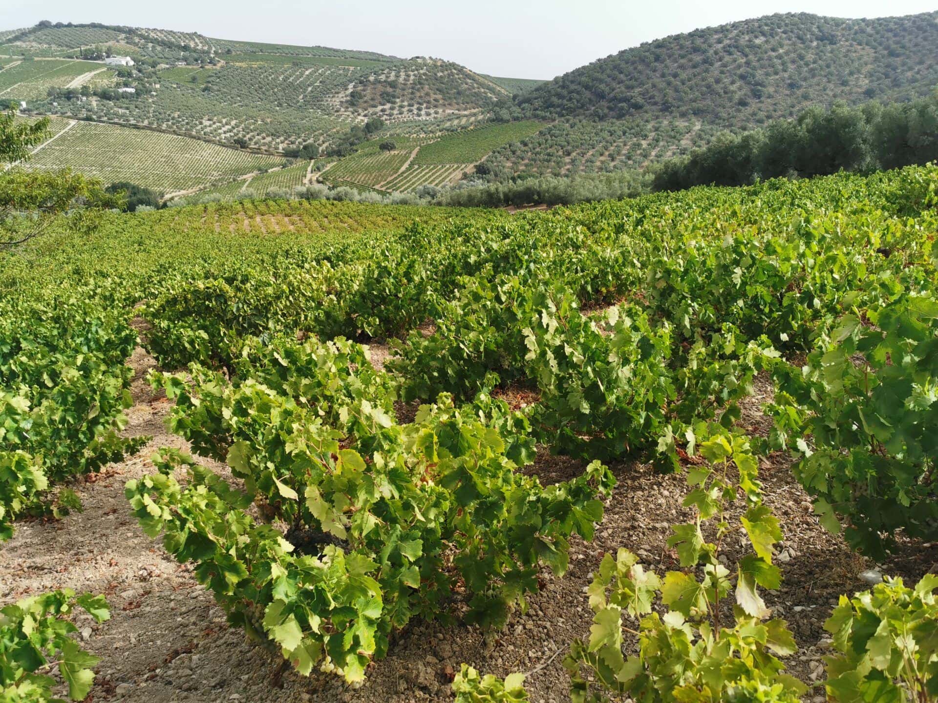 El Quejigal