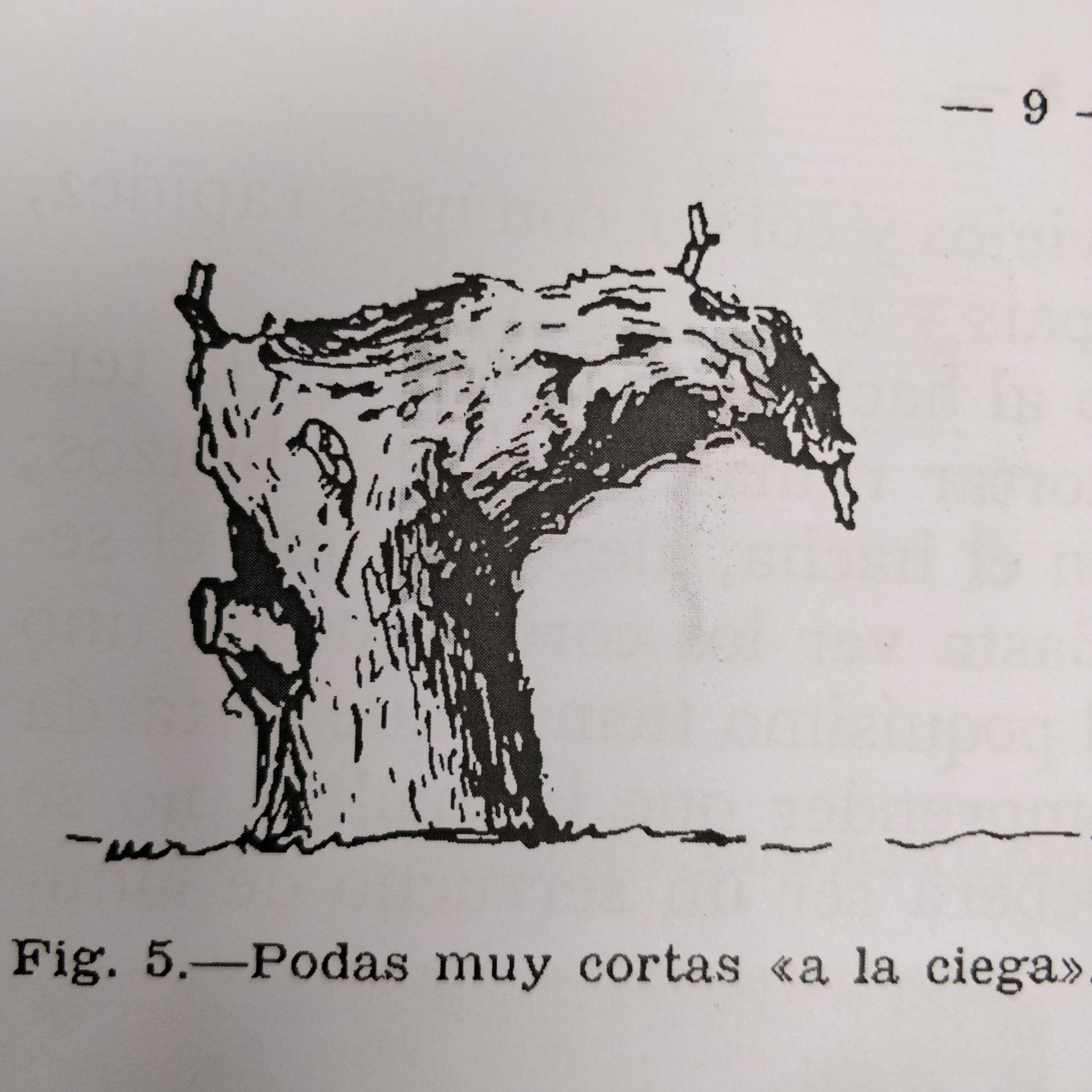 Poda a la ciega