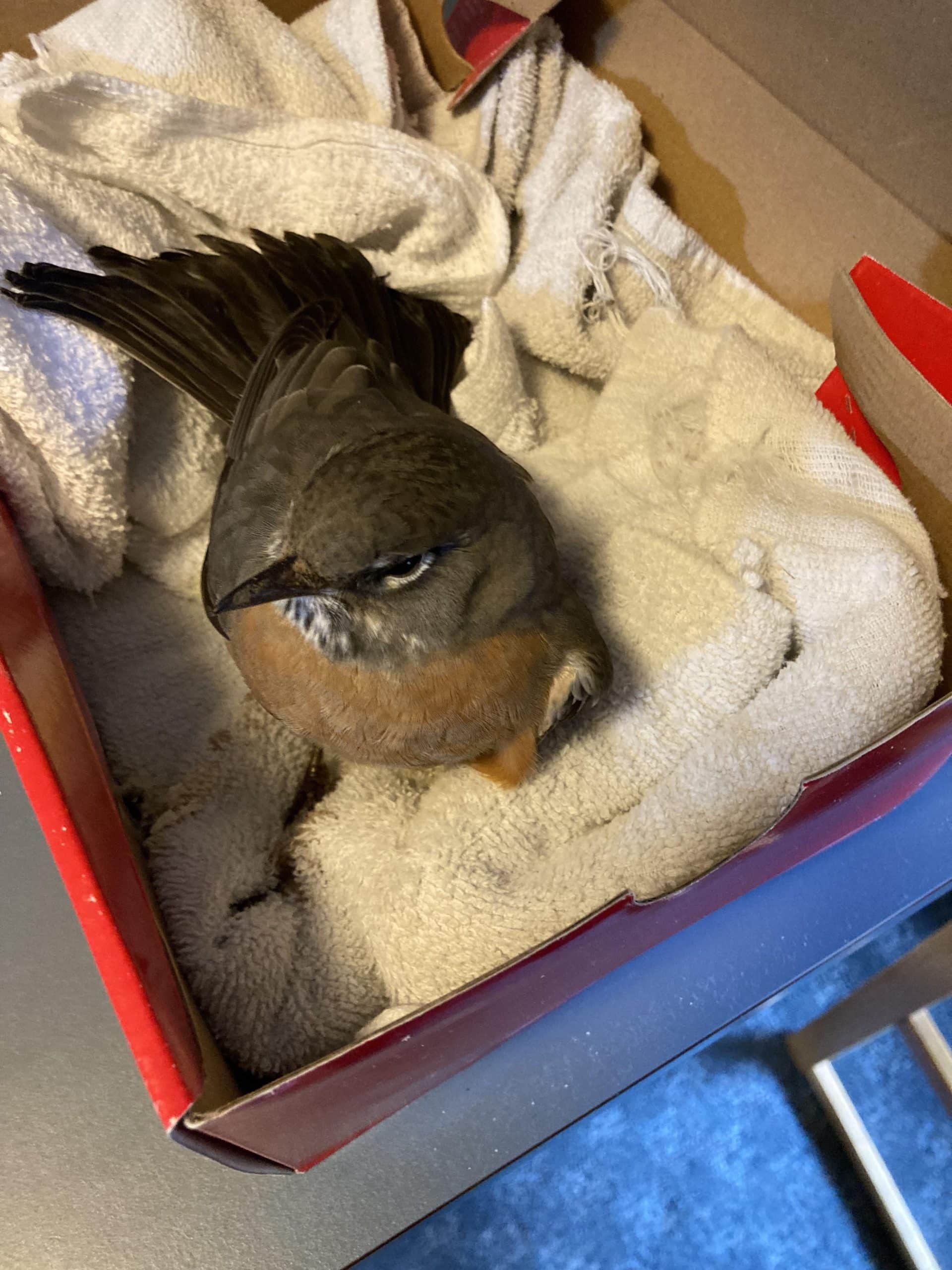 How to Care for Bird With Broken Wing