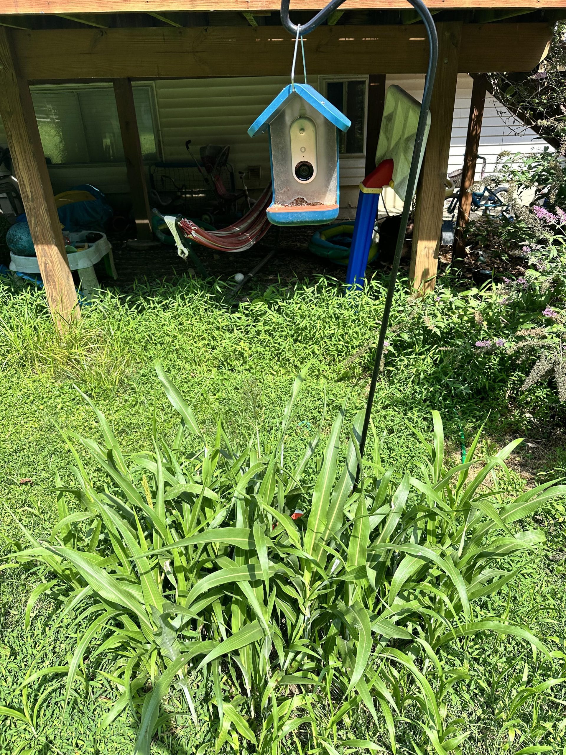 Why Does Bird Seed Grow Grass
