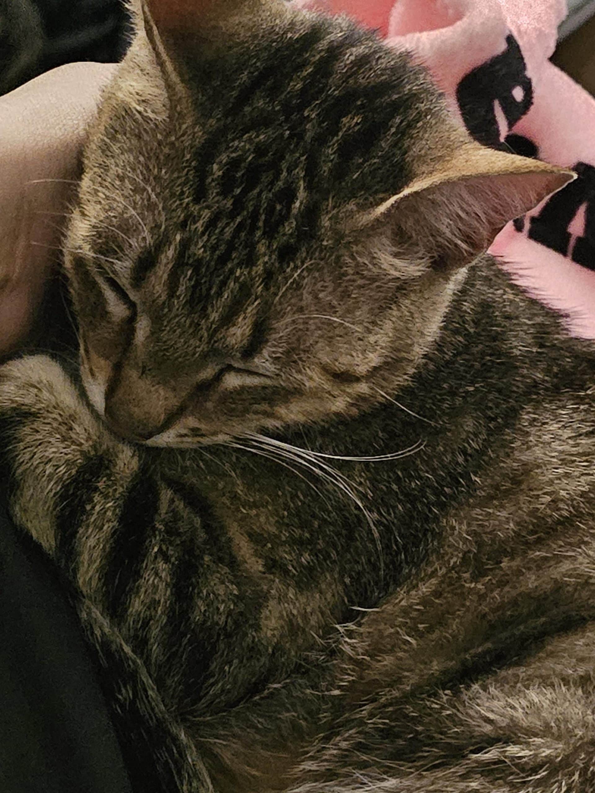 Why Does My Cat Make Bird Noises at Me