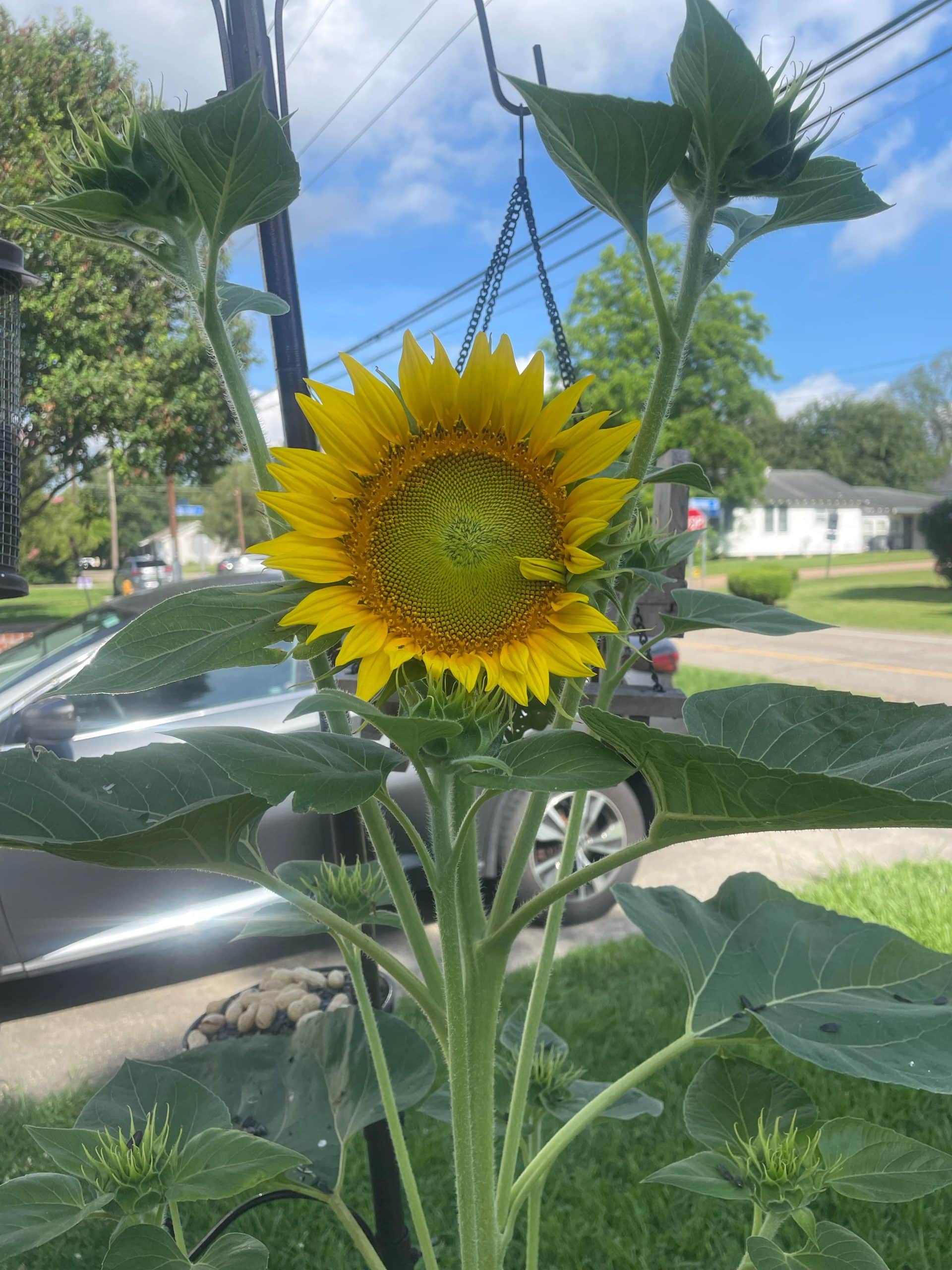 Will Bird Seed Grow Flowers