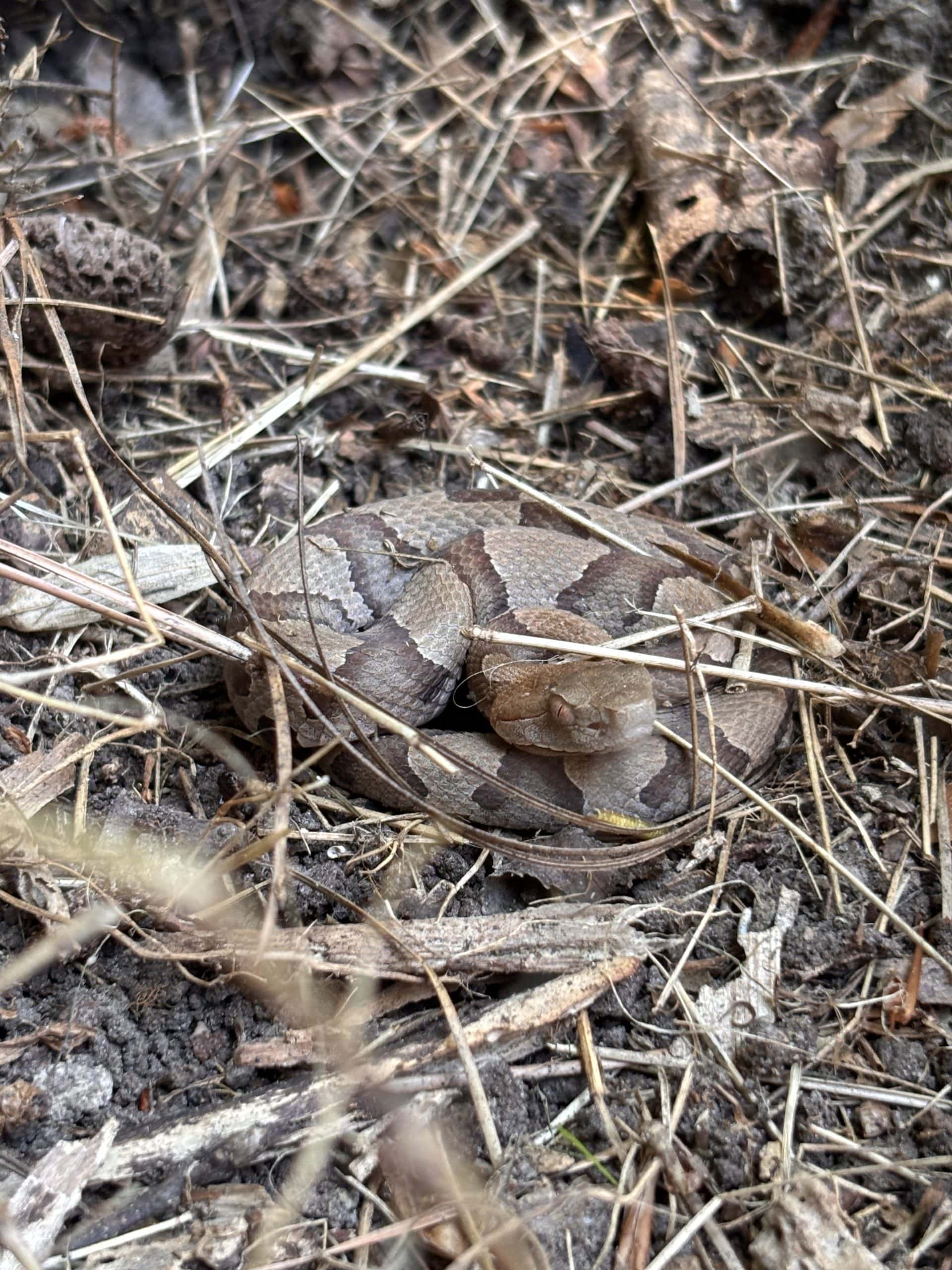 Juvenile copperhead snake curled among pine straw in a North Carolina yard, blending into the natural ground cover and demonstrating how easily baby copperheads can be overlooked near homes and landscaping.
