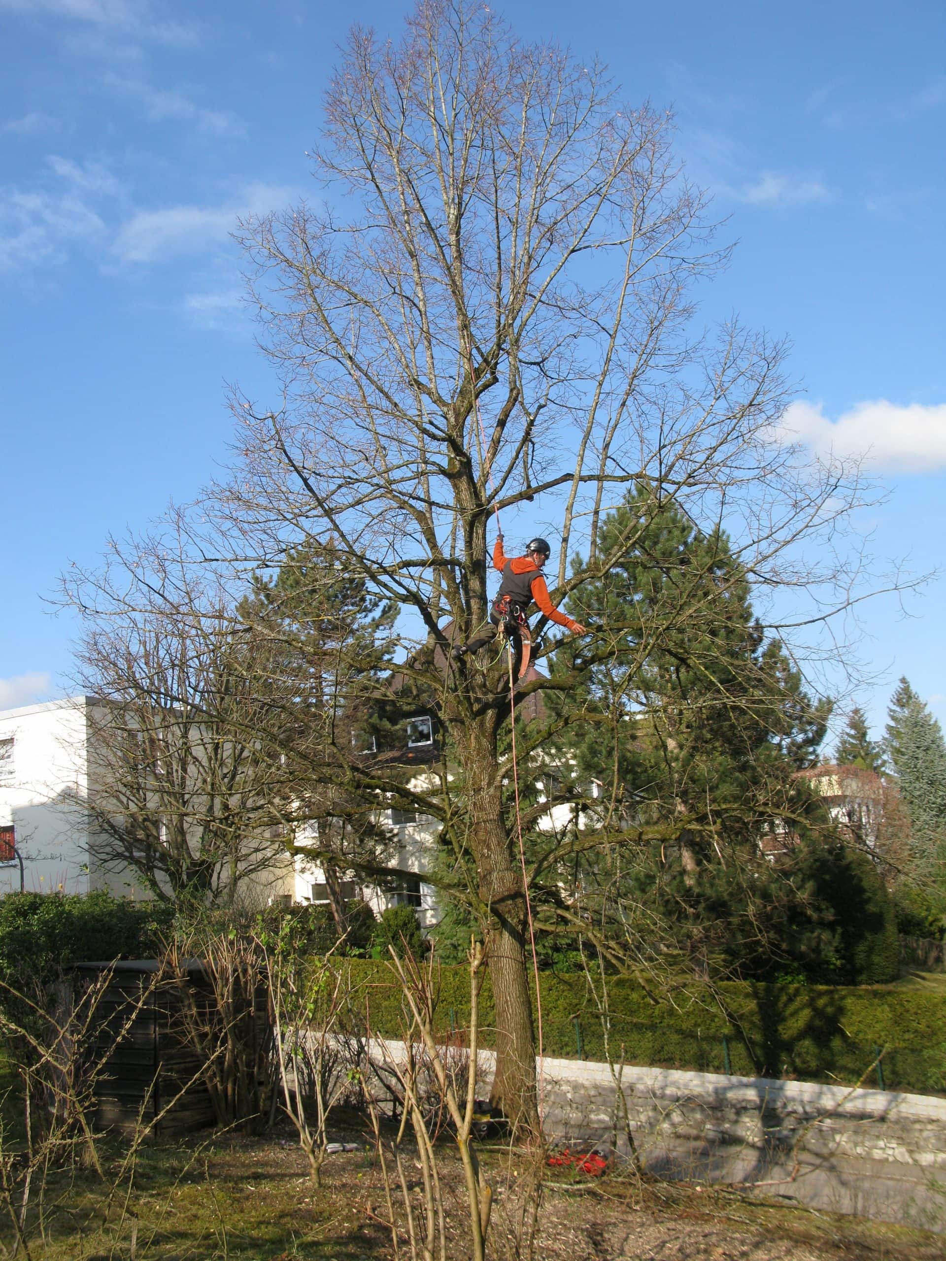 Baumpflege durch Seilklettertechnik