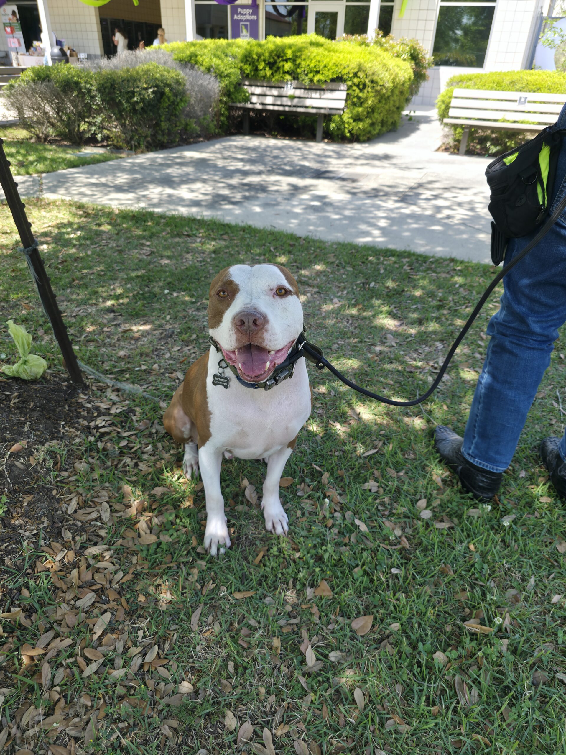 Houston adoption event dog smiling at BARC community event