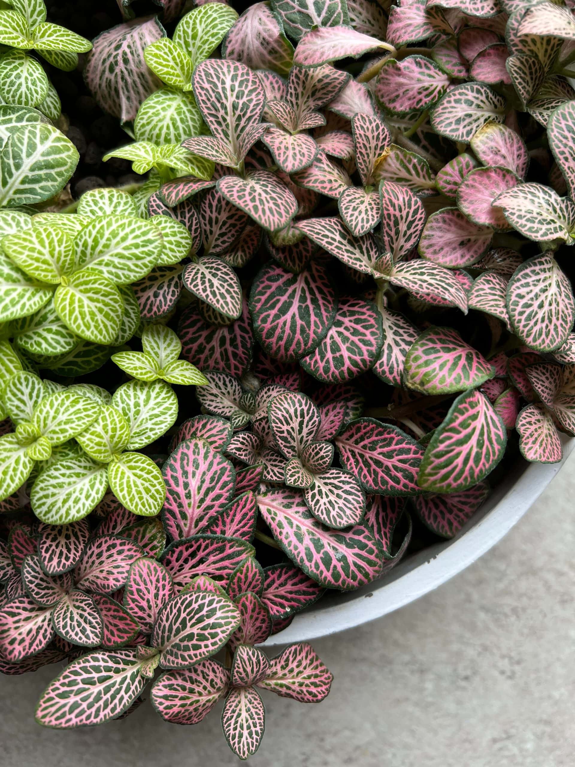 Fittonia