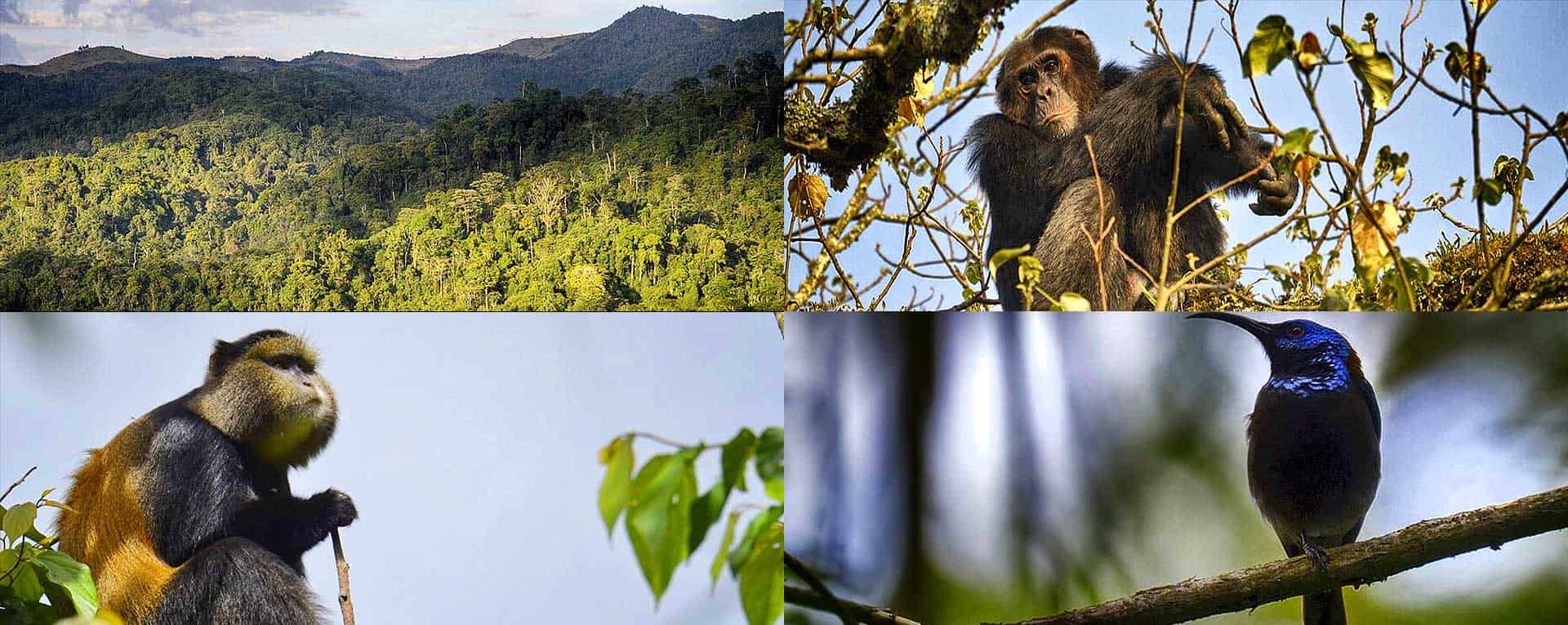 Gishwati mukura national park