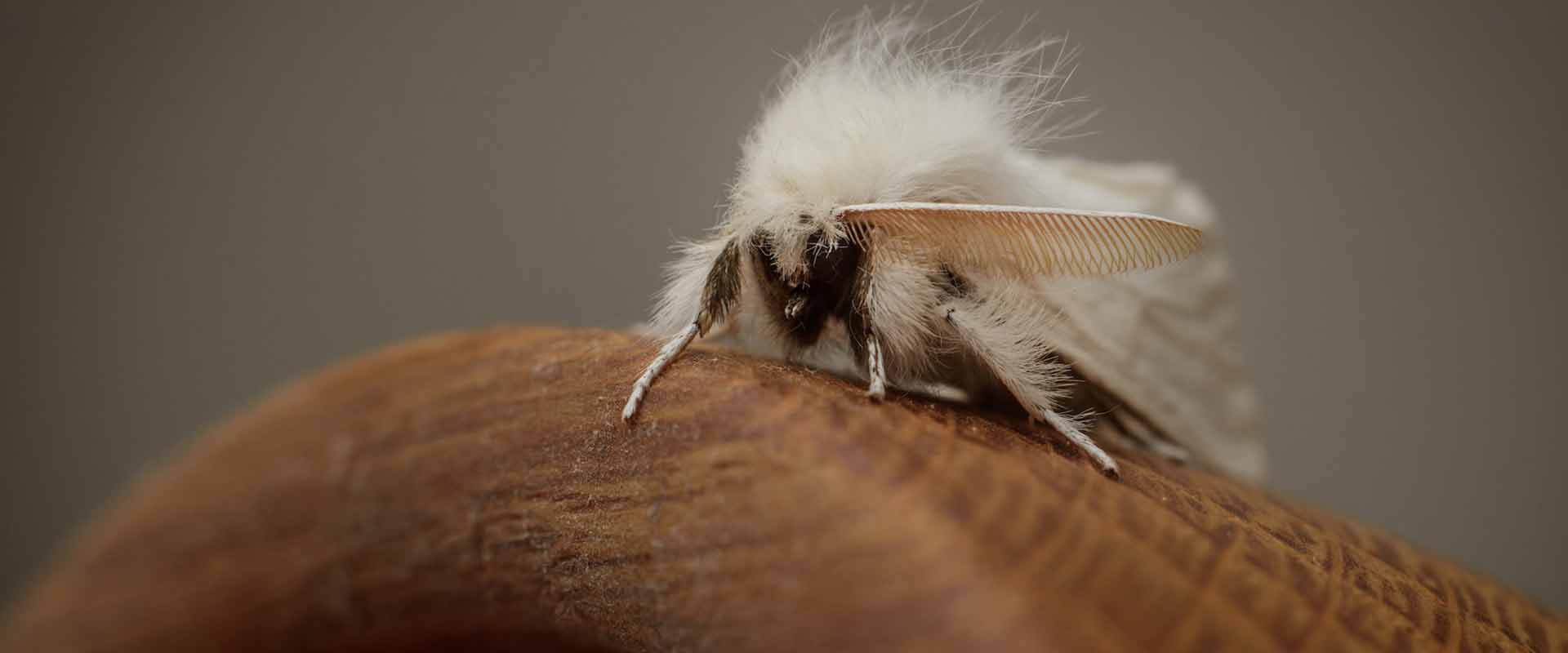 how to keep moths away