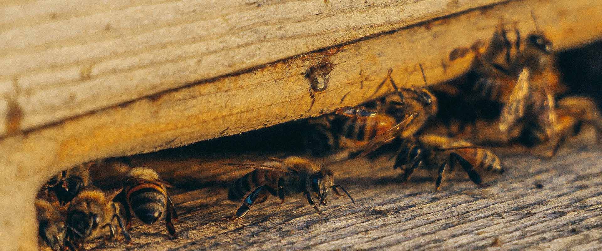 how to provent pests in storage