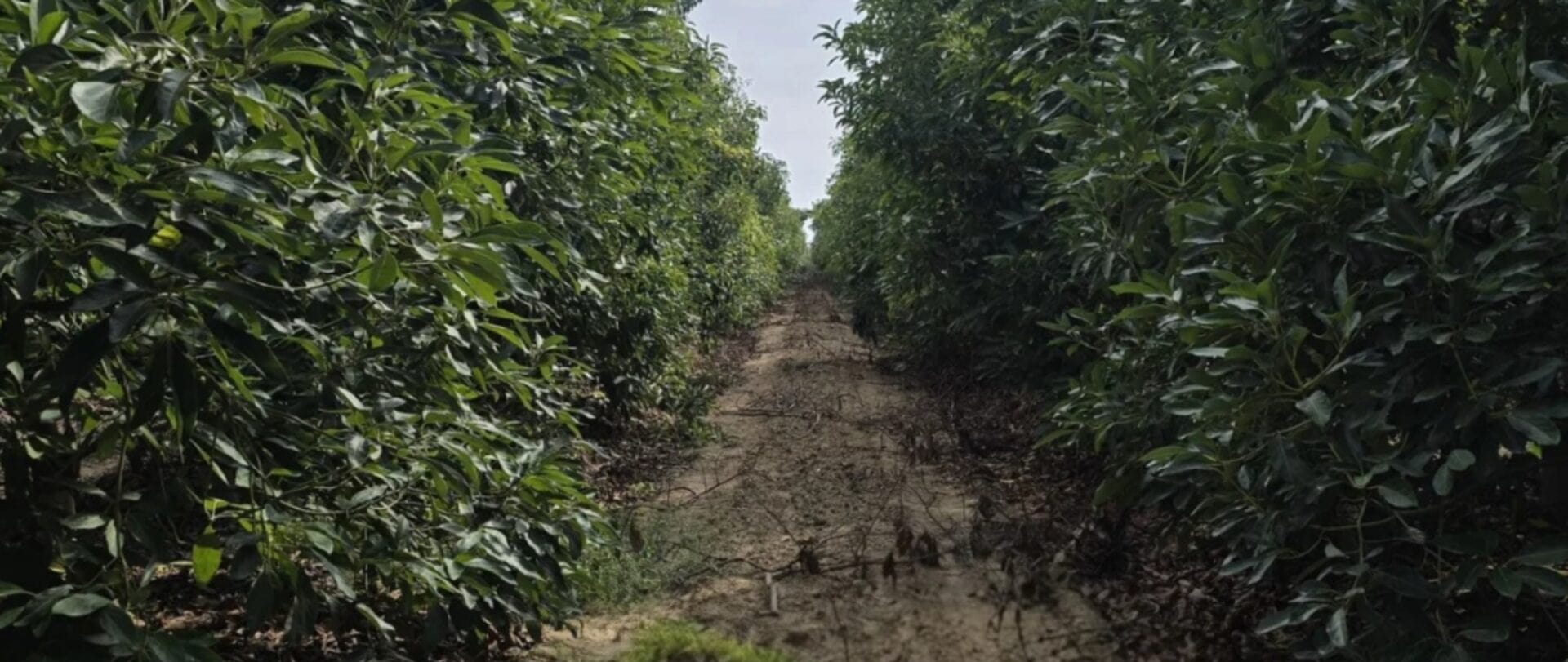 producción de aguacate en perú