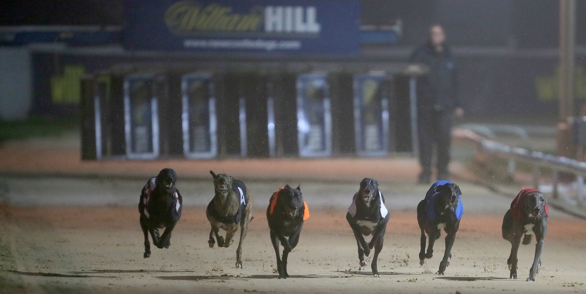 Greyhound Racing tips: Sussex Cup & Coral Regency preview