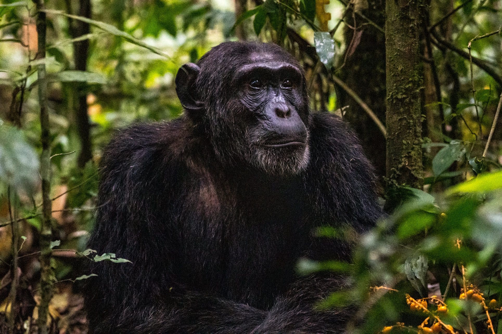 7 Days Bwindi & Rwanda Tour