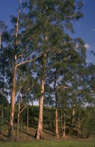 Eucalyptus_globulus_tree