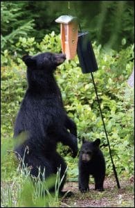 Do Bears Eat Bird Seed