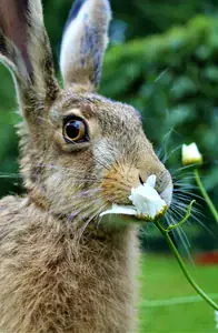 hare eating a flower