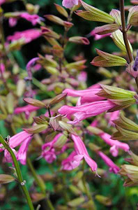 Salvia 'Kiss and Wishes'