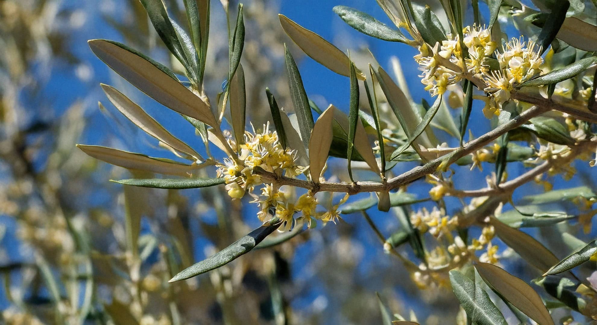 The blossoming of the olive tree