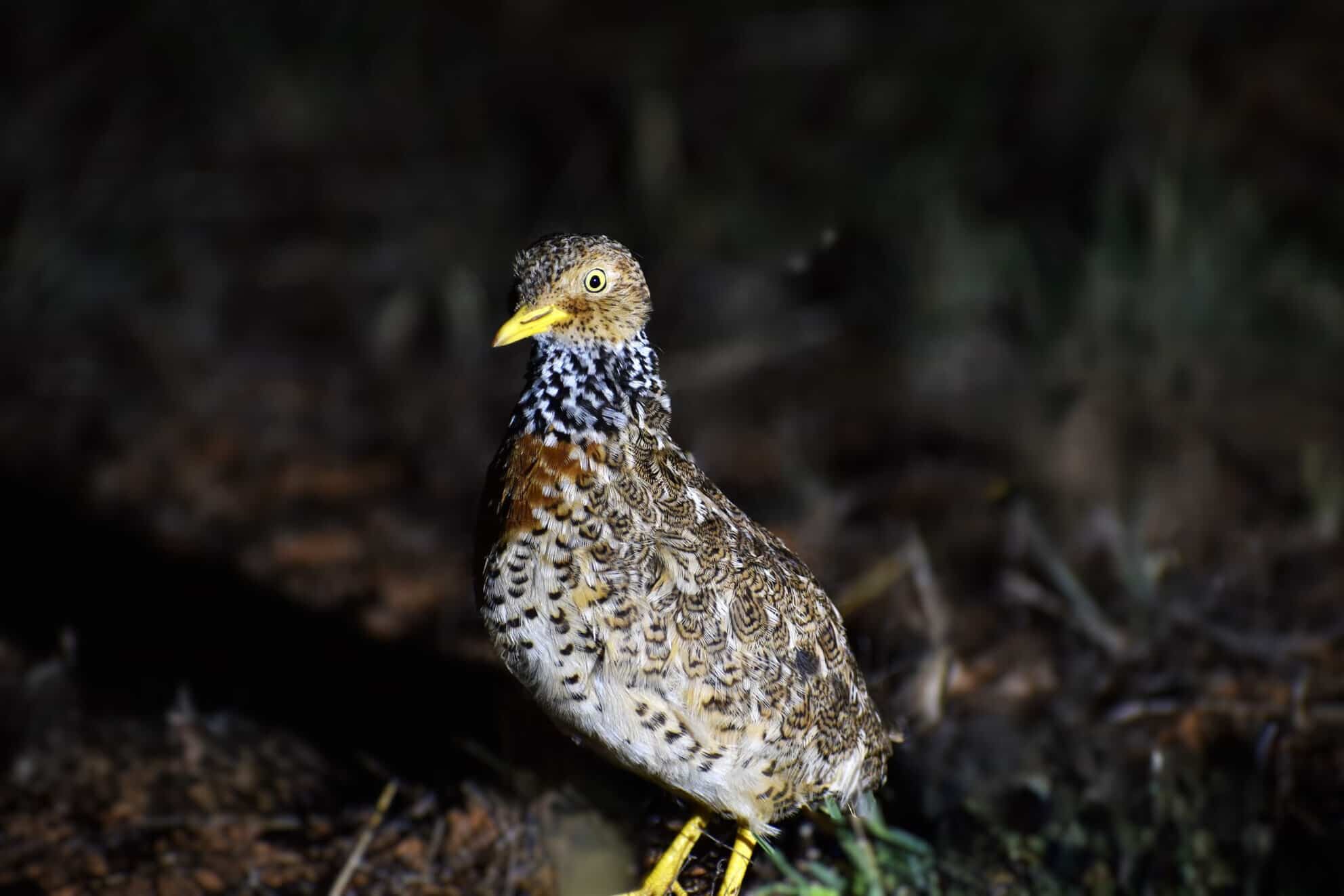 Most Endangered Birds