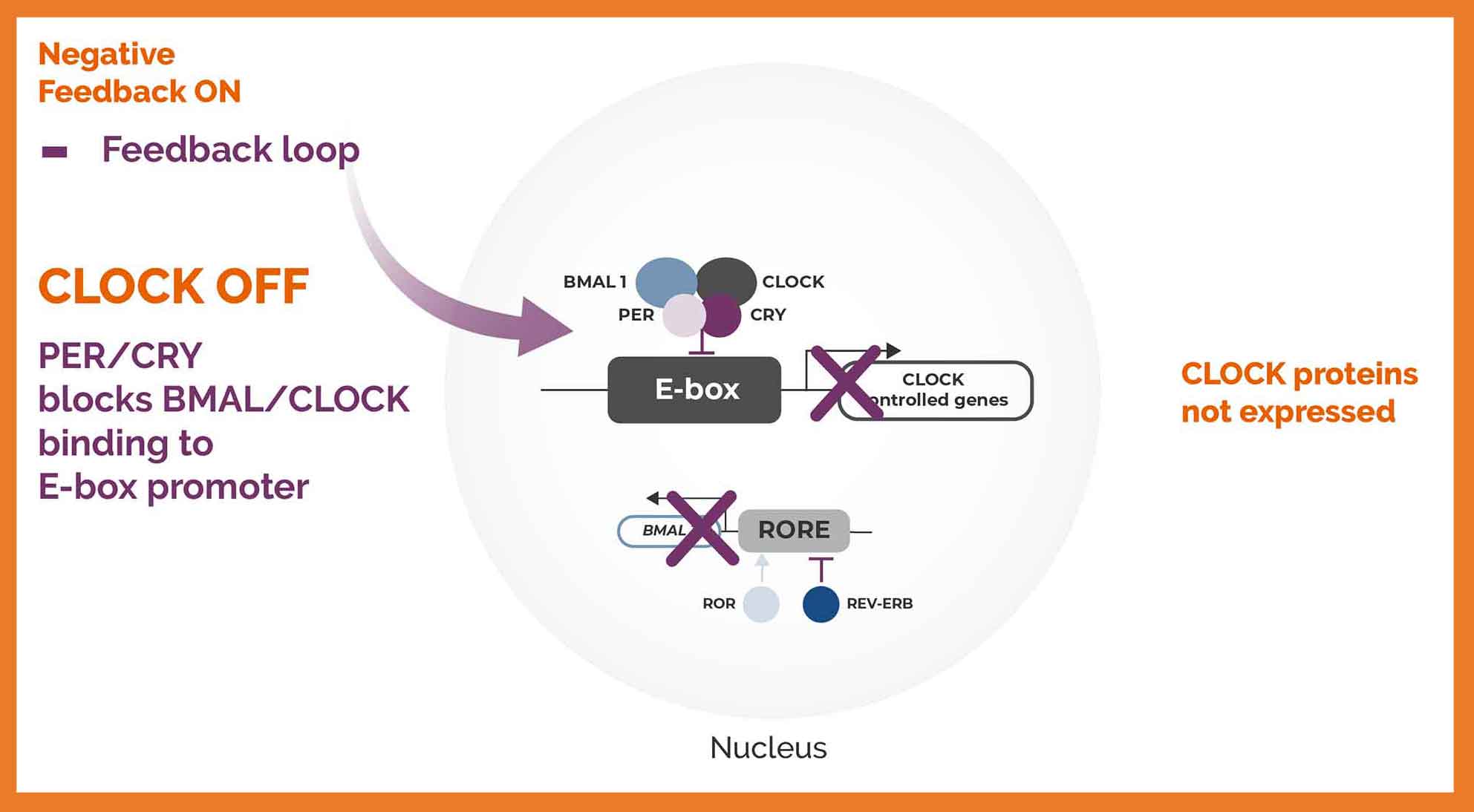 An image of a clock biological pathway