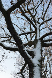 tree covered in snow