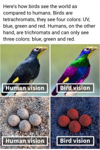 What Colors Do Birds See