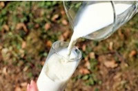 Latte di asina fresco versato in un bicchiere da una giara, con sfondo naturale del terreno a Stigliano, Basilicata
