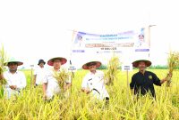 Wakil Bupati Indramayu H. Syaefudin melakukan panen perdana padi di lahan tadah hujan Desa Sukaslamet, Kecamatan Kroya. Rabu (12 Maret 2025.