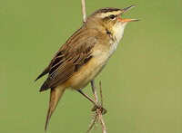 audio burung sedge warbler