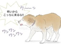 相手に恐怖を感じて吠えている犬 耳を寝かせて体を低くし怯えた犬が吠えている