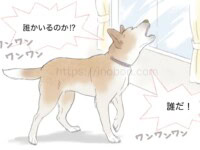 物音に警戒して吠える犬 窓の外に向かって、警戒吠えをする犬