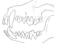 納品したイラスト②:左側面 横向きの犬の上顎と歯