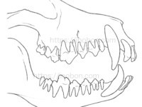 納品したイラスト①:右側面の犬の歯列 犬の歯、獣医解剖学イラスト