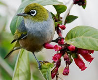Burung silvereye