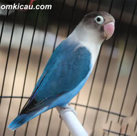 LB ELANG BIRU