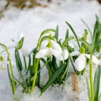 Jobs In The Garden: February Gardening Tips