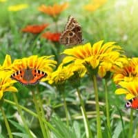 Jobs In The Garden: April Gardening Tips