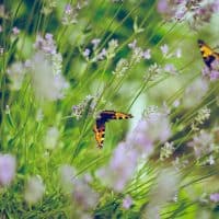 How To Create a Wildlife-Friendly Garden In 7 Ways