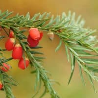 Top Tips To Help You Make The Most Out Of Your Garden This Winter