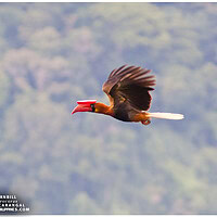 Rufous Hornbill