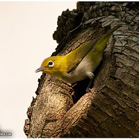 lowland white-eye