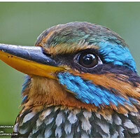 Spotted Wood Kingfisherl