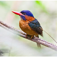 Blue-capped Wood Kingfisherl