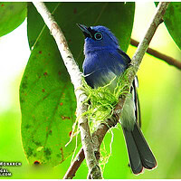 short-crested monarch