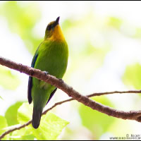 Blue-naped Parrot