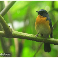 Mangrove Blue Flycatcher