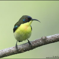 Metallic-winged Sunbird