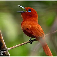 Rufous Paradise Flycatcher