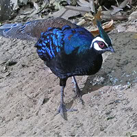 Palawan Peacock Pheasant