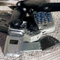 Hunde und Handy (1 von 1)