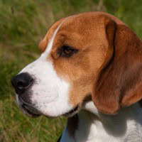 Hunde und Handy (1 von 1)